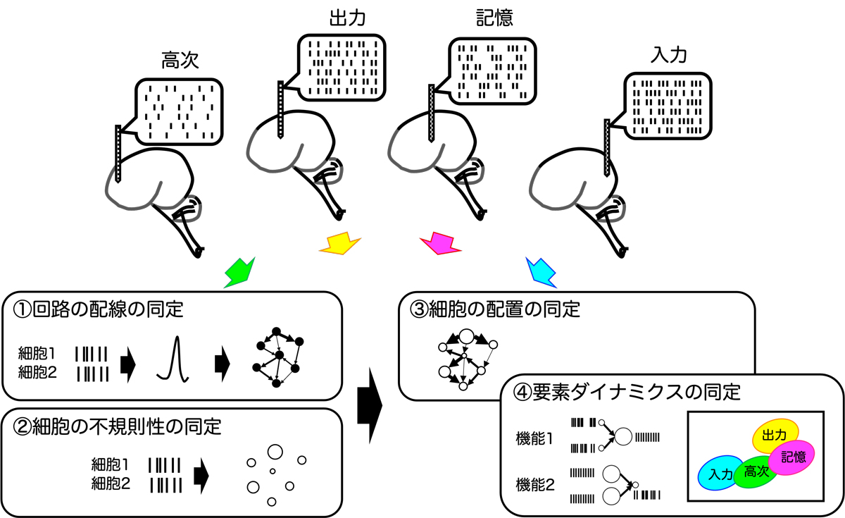 Cortical Neural Circuit